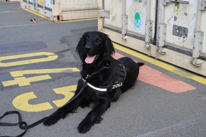 ZOLL-H: - Illegale Einfuhr von 408 kg Cannabis aus Thailand verhindert - Zollhund Emma spürte das Marihuana zwischen einer Ladung Kokosnussschalen auf - Cannabis von mind. 1,2 Millionen Euro Schwarzmarktwert