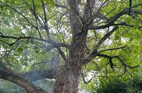 Feuerwehr Weinheim: FW Weinheim: Baumbrand im Kastanienweg erfordert aufwendigen Löscheinsatz