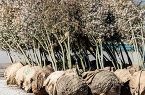 Bund deutscher Baumschulen (BdB) e.V.: Fr&uuml;hjahrspflanzung 2026: Angespannte Lage am Geh&ouml;lzmarkt erfordert fr&uuml;hzeitige Disposition