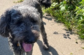 Polizei Essen: POL-E: Essen: Polizei rettet zurückgelassenen Hund aus überhitztem Auto