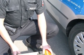 Polizeiinspektion Nienburg / Schaumburg: POL-NI: Gefährlicher Ausflug - Polizei rettet Küken -Bild im Download-