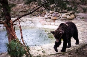 Vier Pfoten - Stiftung für Tierschutz: VIER PFOTEN rettet ukrainische Kampfbärin