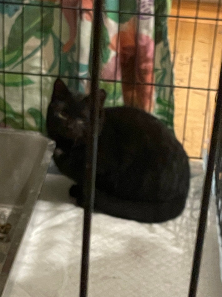 FW Dinslaken: Tierrettung in Dinslaken - Drei Katzen aus Versorgungsschacht gerettet