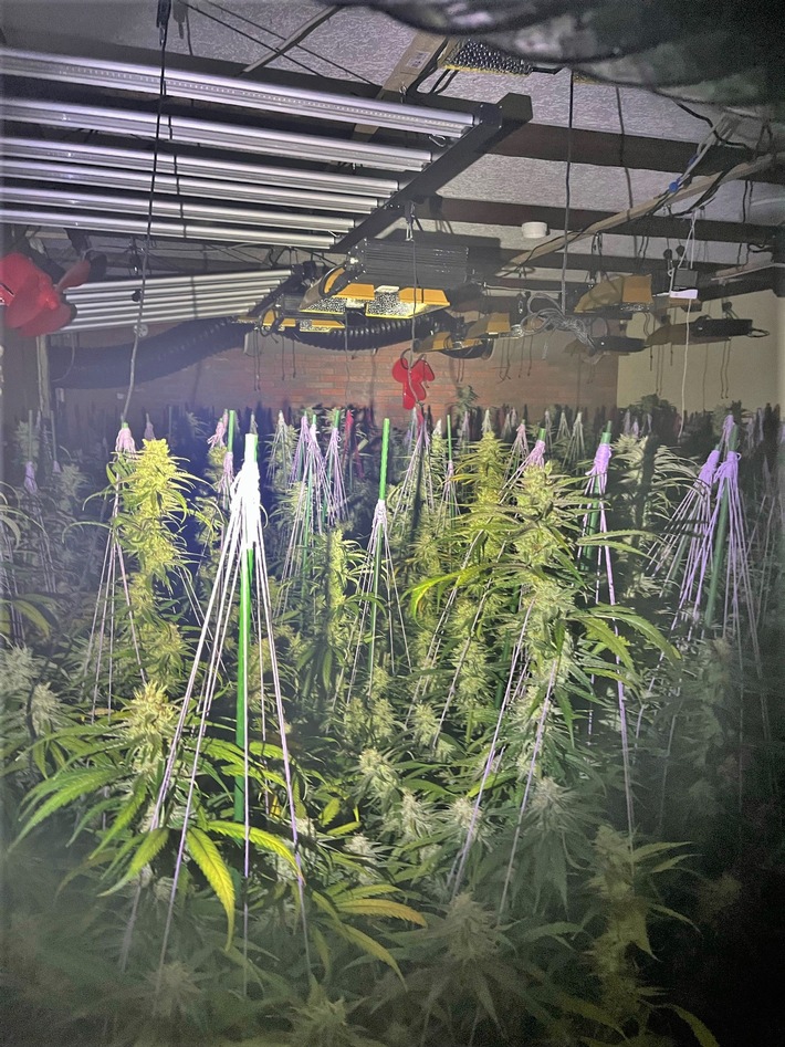 POL-NE: Cannabisplantage in Zons entdeck
