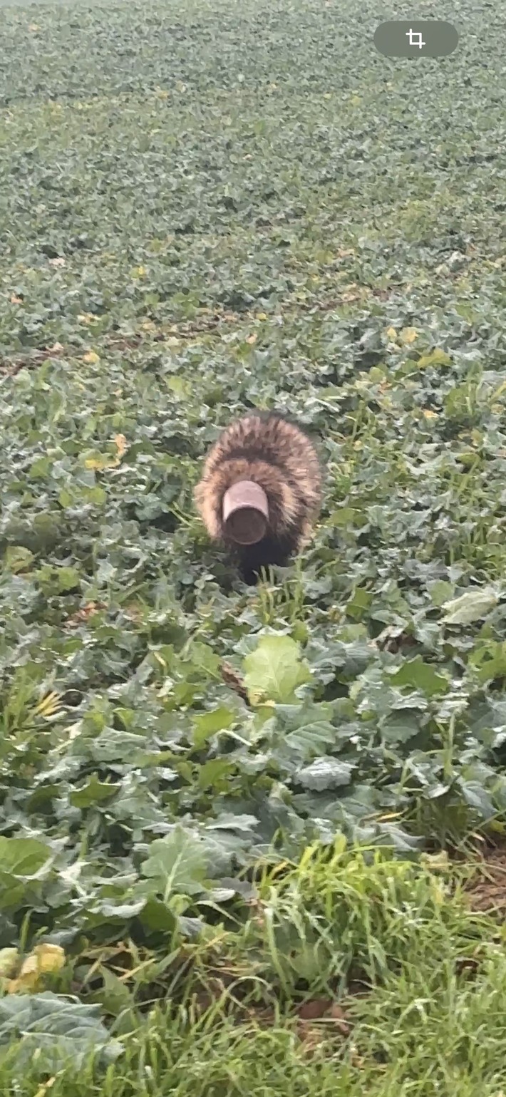 POL-HRO: Dachs nimmt Spruch wörtlich und löst Polizeieinsatz aus