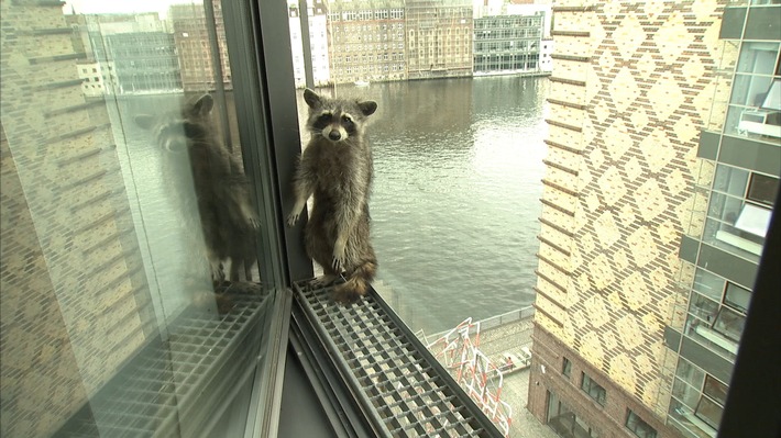 Mit Berlins Wildtierexperten unterwegs: "ZDF.reportage" zeigt, wie Wildschwein und Waschbär den Kiez erobern (FOTO)