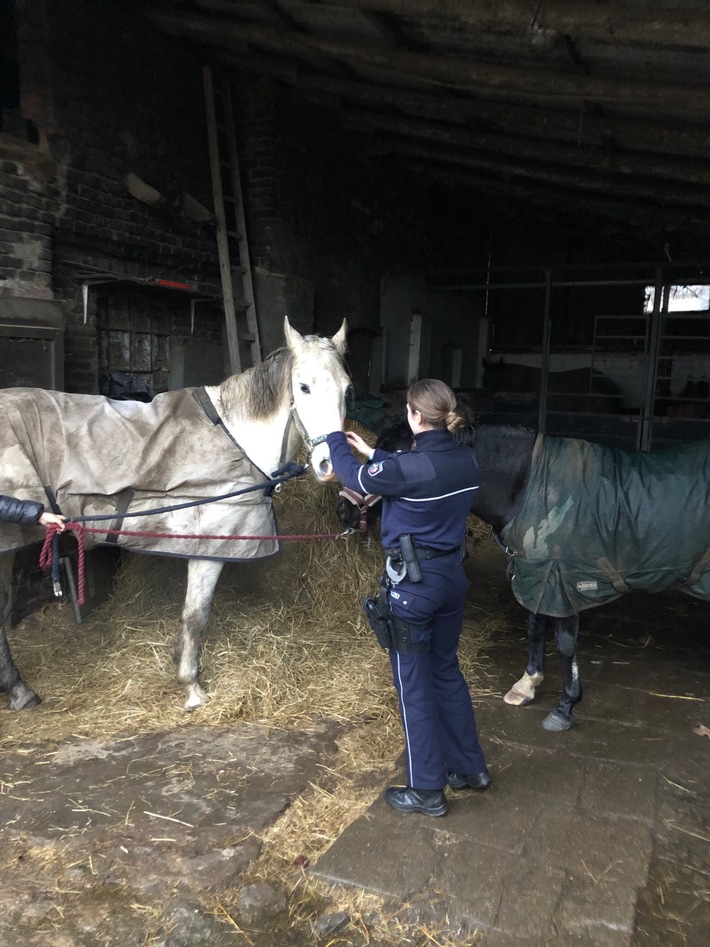 POL-HA: Pferde auf Abwegen - Polizeibeamte bringen Bonatello und Gallion unversehrt zurück zu ihrer Besitzerin