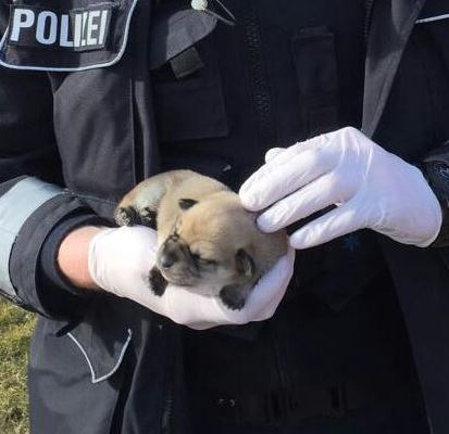 POL-FL: Wenige Tage alter Welpe in Parkplatztoilette gefunden/Zeugen gesucht!