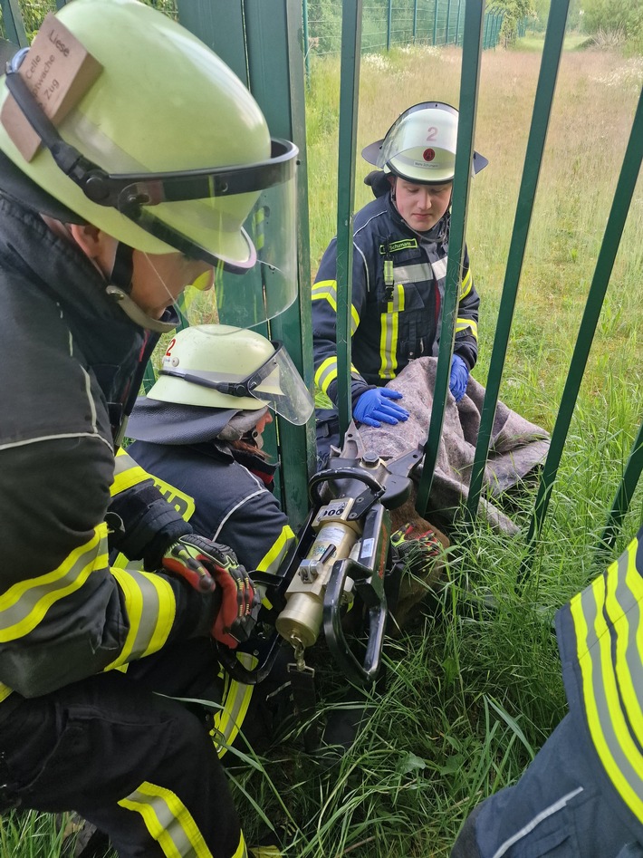 FW Celle: Celler Feuerwehr befreit Reh