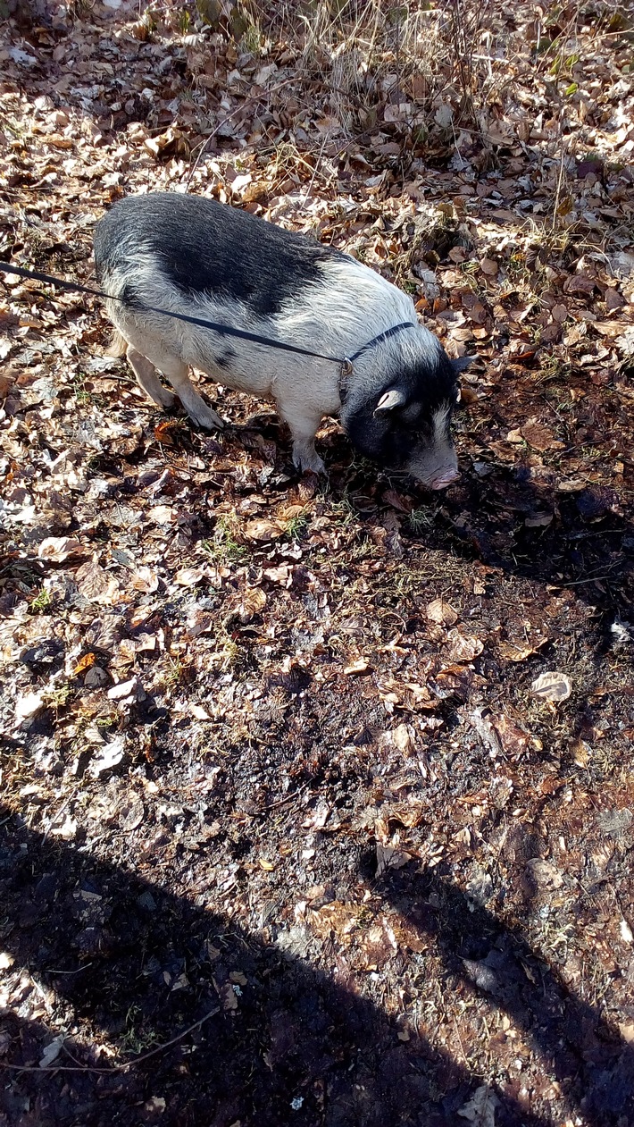 POL-PDKL: Entlaufenes Hängebauchschwein an Besitzer übergeben