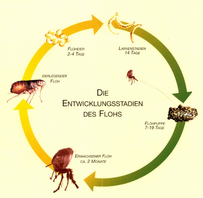 Der Floh ist los!