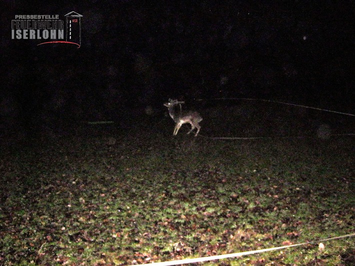 FW-MK: Tierrettung und umgestürzter Baum