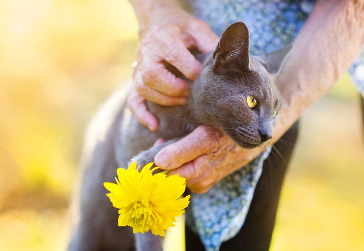 Senioren auf Samtpfoten: ZZF gibt Tipps für den Umgang mit der alternden Katze