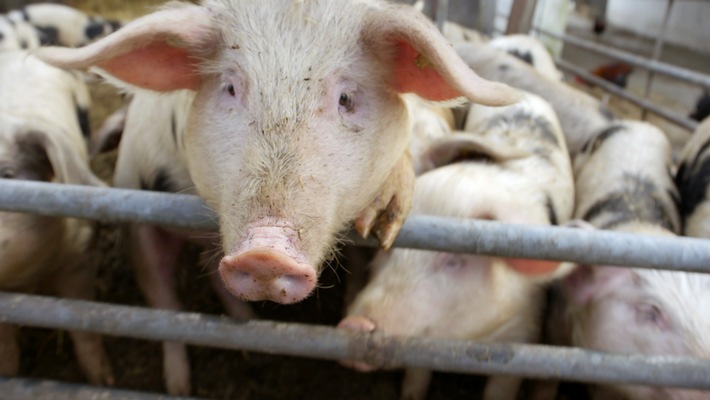 Schweinerei im Schlachthof: &quot;ZDFzoom&quot; über Tierschutzverstöße (FOTO)