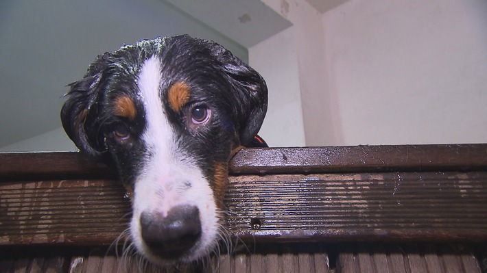 Wau! Sechs zuckersüße Hundebabys drücken die Schulbank bei "Der Welpentrainer" ab Sonntag, 31. März 2019, auf sixx