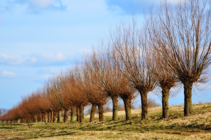 Schnitt und Fällung: Baumpflege im Winter