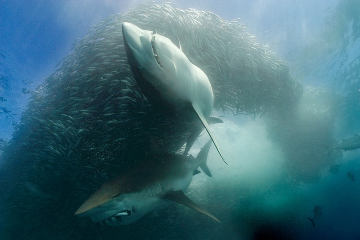 Aggressiv, blutrünstig und gefährlich: Was steckt wirklich hinter dem Mythos Hai?