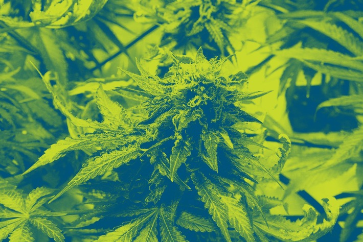 Le marché du cannabis sous la loupe
