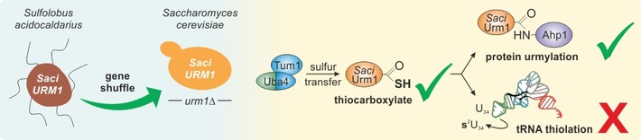 Kasseler Forschung liefert neue Einblicke in die Evolution einer Proteinfamilie