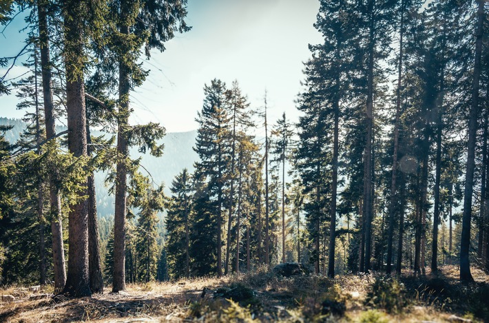 Sommer im Wald: MDR startet Schwerpunktwochen „Wald, Leben, Zukunft“ – großer Publikumsauftakt am 21. Juni in Thale