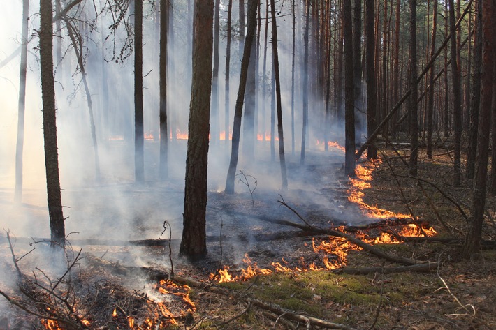 NABU: Zwanzig Prozent der ukrainischen Naturschutzgebiete bereits zerstört / Brände, Minen und Wilderei bedrohen seltene Arten im Kriegsgebiet