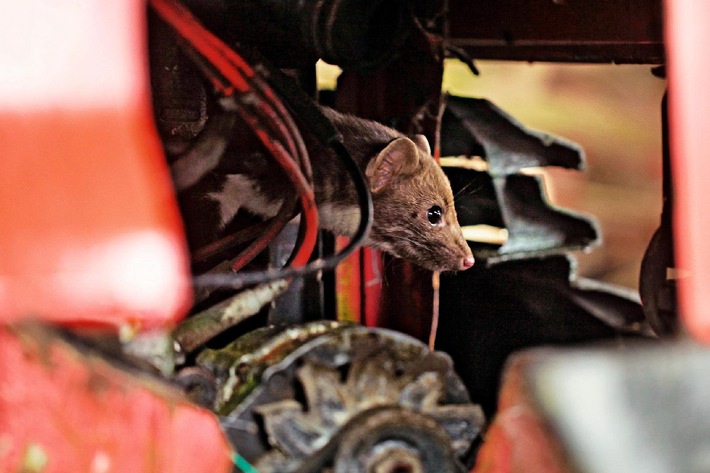 AUTO BILD-Reportage: Marder knabbern im Auftrag der Autoindustrie