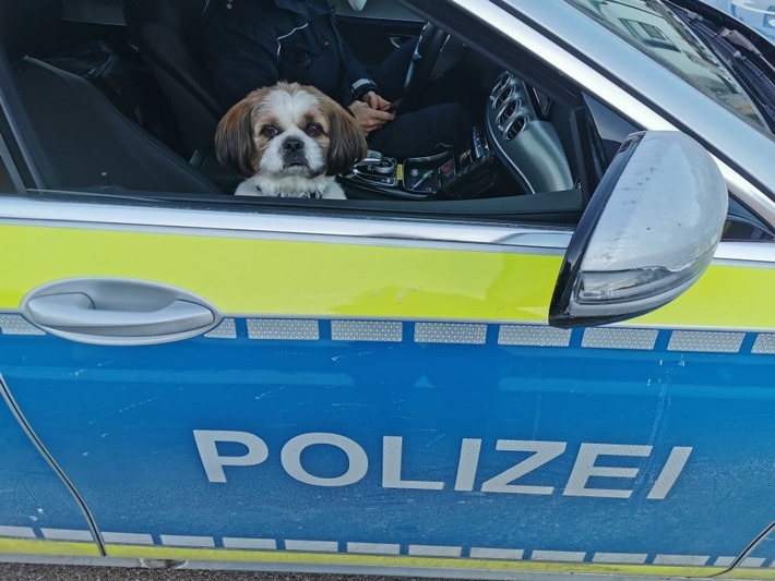 POL-AA: Ostalbkreis: Kleine Spürnase auf Abwegen oder einmal ein Polizeihund sein! - Einbruch in Schiedsrichterkabine - Sachbeschädigung