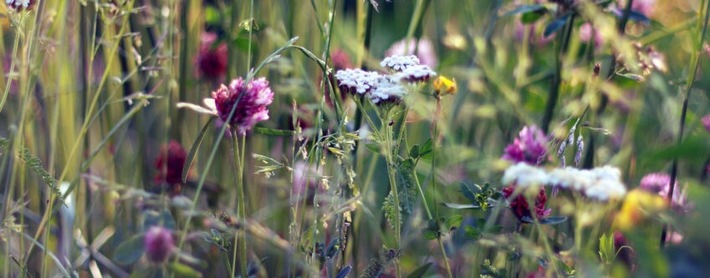 Mittagsführung "StadtNatur" vom 6.9.2023