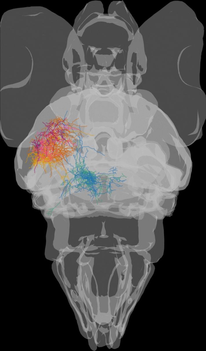 Wie das Gehirn mit widersprüchlichen visuellen Reizen umgeht, PI Nr. 28/2026