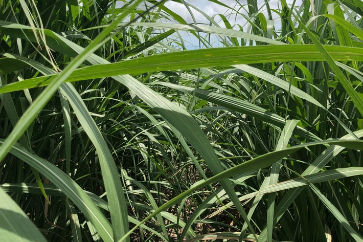 Nordzucker vereinbart Mehrheitsbeteiligung an Mackay Sugar