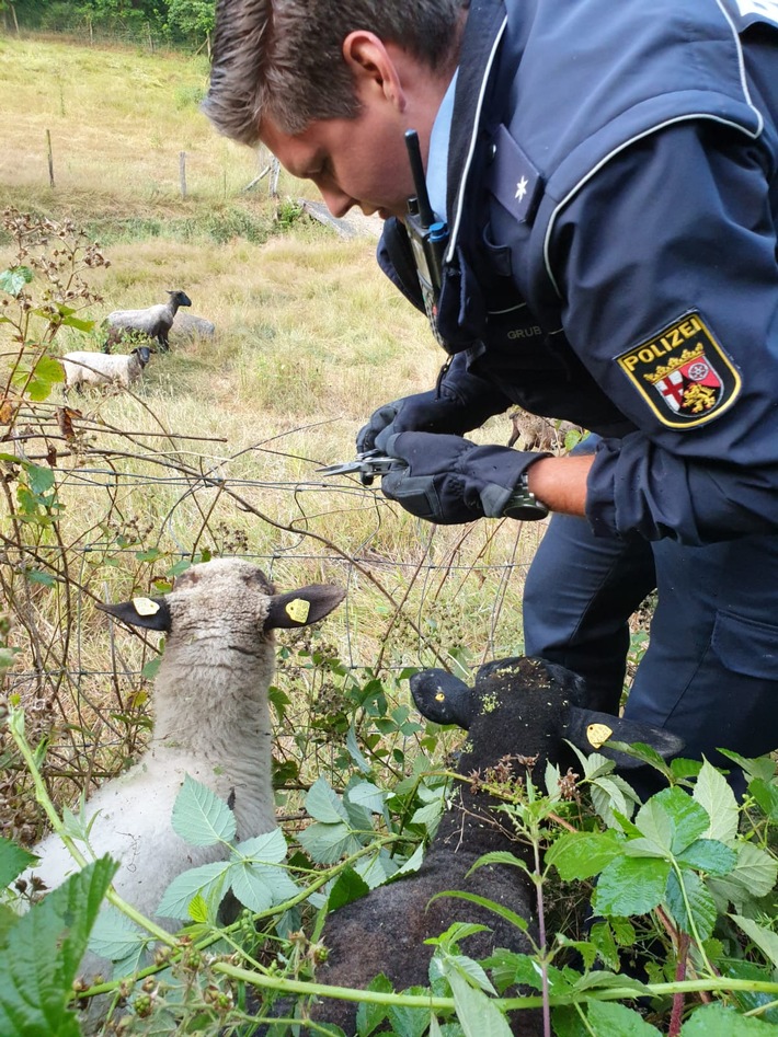 POL-PPWP: Tierischer Einsatz