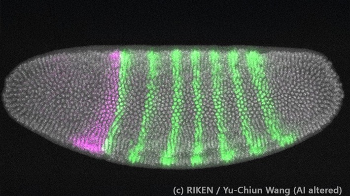 Nature-Publikation: Mechanische Spannungen als Treiber der Evolution