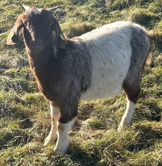 POL-PDWIL: Diebstahl eines Zickleins - Zeugen gesucht