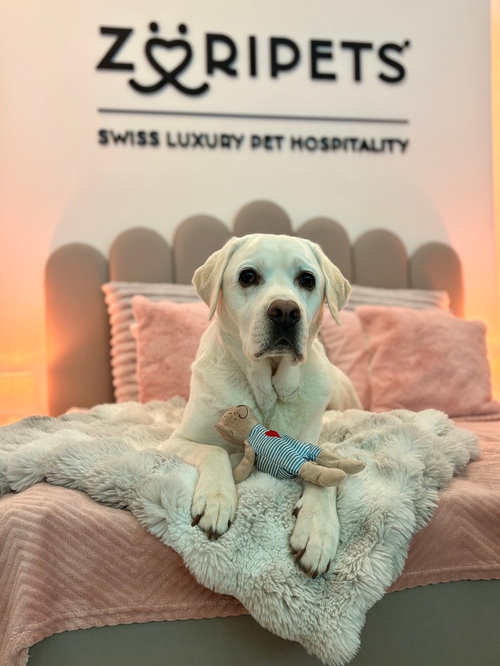 Haustiere statt Kinder? Warum Premium-Hundebetreuung zunehmend zum Gesellschaftstrend wird - und wie Züripets® in Zürich Hospitality-Standards auf die Betreuung von Hunden überträgt.