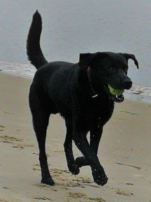 POL-STD: Unbekannte entwenden vor Kaufland angeleinten Hund - Labrador durch Glück später freilaufend wieder aufgefunden - Polizei sucht Zeugen