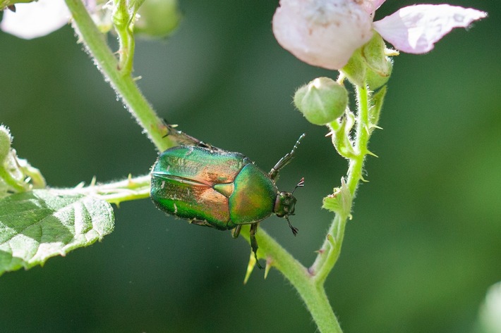 Erfolgreiches Citizen Science Projekt wird fortgesetzt und erweitert