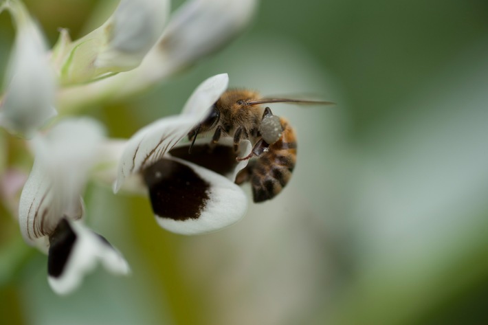 Für mehr Insekten reicht ein Blühstreifen allein nicht / Warum ausgerechnet Körnererbsen und Ackerbohnen Hoffnung machen