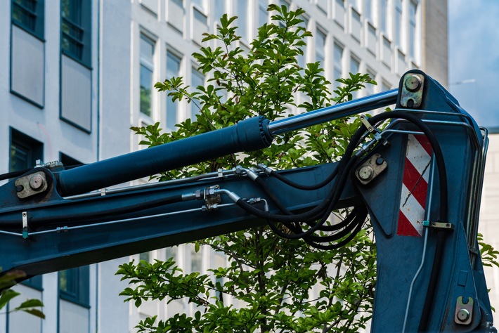 Stadtbäume brauchen Akzeptanz, nicht der Baum ist das Problem, sondern die Rahmenbedingungen