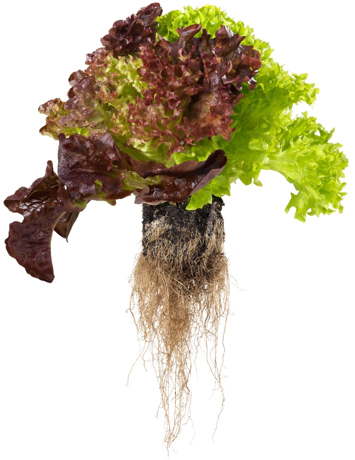 «Living Salad» l