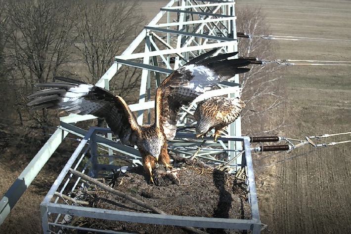 PM: Tatort Adlerhorst: Greifvögel konkurrieren um Nistplatz in Groß Schauen