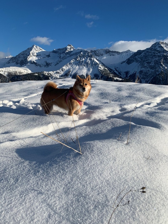 Winterwanderung mit Hund: ein tierisches Vergnügen