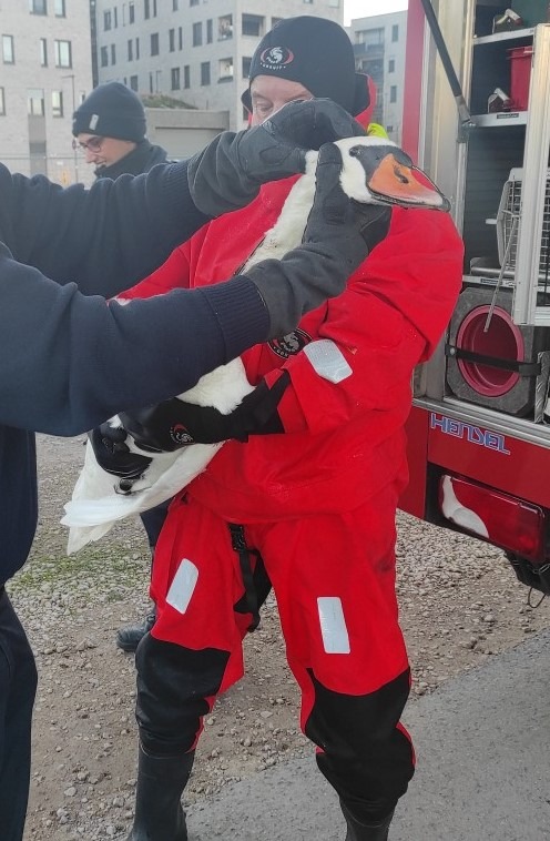 PP-ELT: Verletzter Schwan gerettet