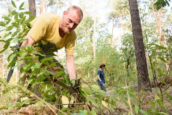 Das Bergwaldprojekt in Berlin: Freiwillige unterstützen den dringend notwendigen Waldumbau