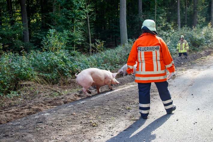FW Lüchow-Dannenberg: +++Viehtransporter auf Bundesstraße verunfallt+++Feuerwehr fast 12 Stunden im Einsatz+++140 Schweine gerettet+++