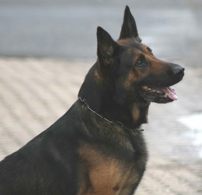 POL-REK: Hunde im überhitzten Fahrzeug - Kerpen