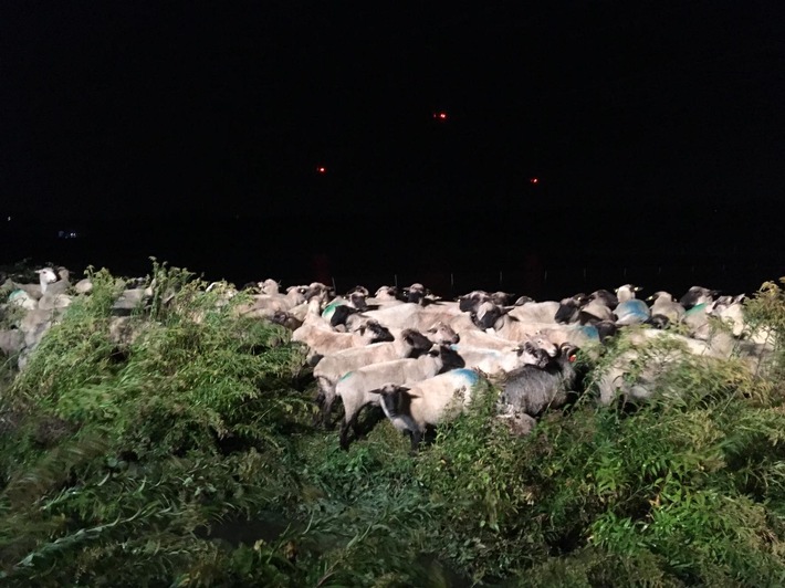 FW-DO: 29.09.2019 - Tierrettung in Dortmund Persebeck
Die Feuerwehr rettete 330 Schafe vor dem Ertrinken