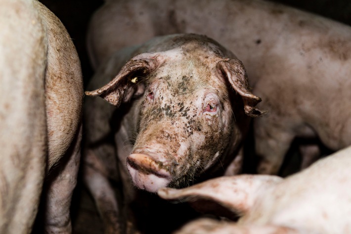 Tierquälerei in Zuliefererbetrieben für Westfleisch - Tierrechtsverein veröffentlicht grausames Bildmaterial aus sechs Schweinemastbetrieben 