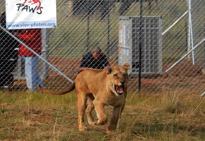 VIER PFOTEN bringt sieben Löwen aus europäischen Zoos nach Südafrika / Wildtiere bekommen eine bessere Zukunft im Großkatzenreservat LIONSROCK