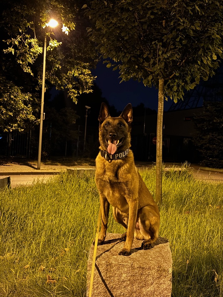 POL-DU: Duissern: Polizeihund findet mutmaßliche Einbrecher im Gebüsch