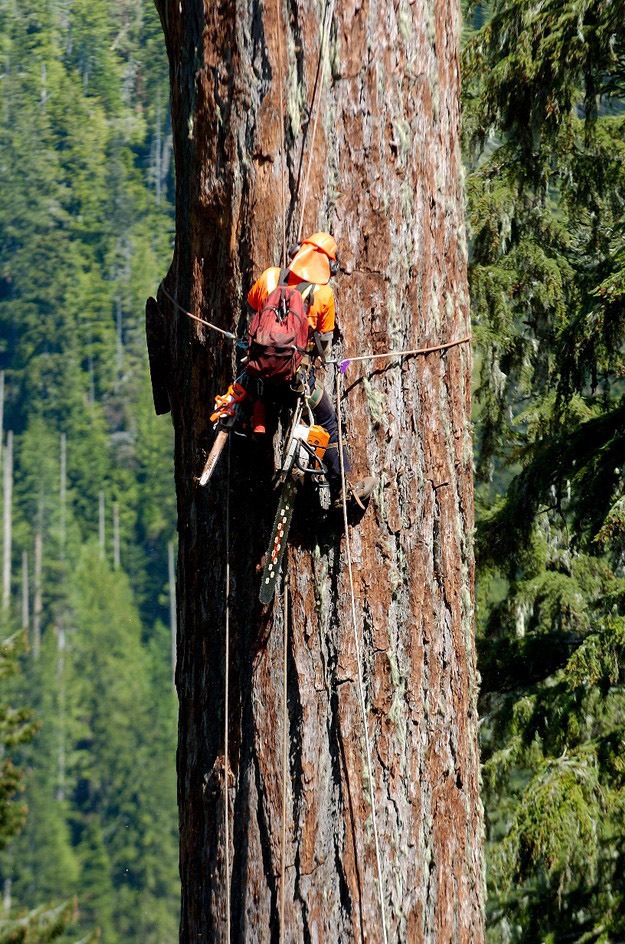 Nichts für Hobbygärtner: Baumfällen für echte Kerle bei "HELI-LOGGERS: Holzcowboys am Limit" - ab 24. Juli 2010 samstags um 22.20 Uhr in deutscher Erstausstrahlung bei kabel eins